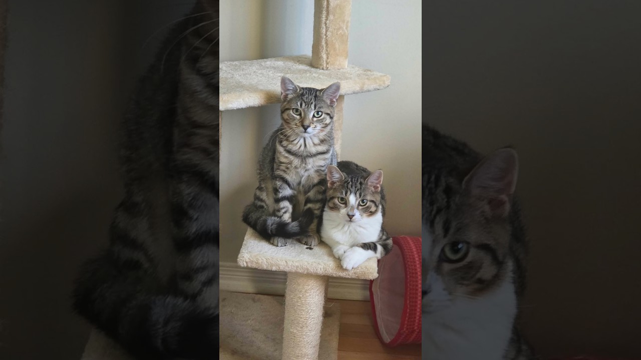 Enlarge Clover, a Adoptable Domestic Short Hair in Verdun, QC video 2/5