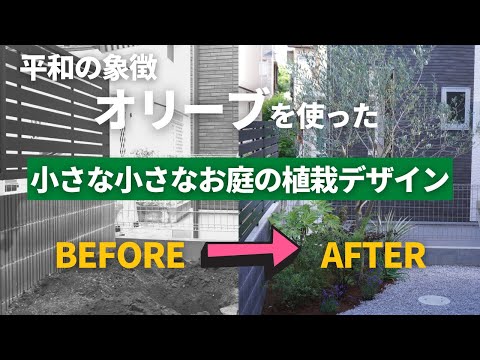 2023年のオリーブの木の根元に何を置くか