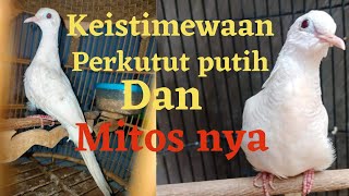 Download lagu Keistimewaan Perkutut Putih, Dan Mitosnya mp3 Download lagu Keistimewaan Perkutut Putih, Dan Mitosnya mp3