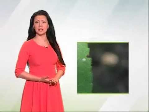 Zelena prognoza 12.5.2015. - O stanju u zasadima jabuka