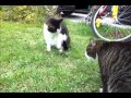 Cats Caught A Bat