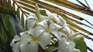 The only complete guide to the Cook Islands - part 1 of 2
