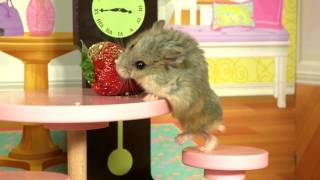 Tiny Dwarf Hamster in a Tiny Mansion