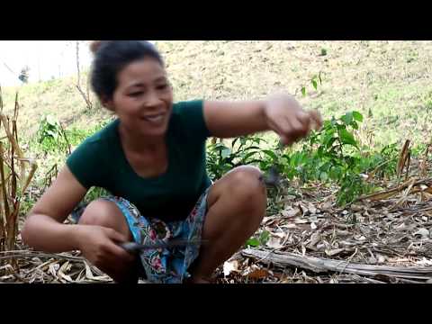 Survival skills: find big scorpion in wild & grilled for food - Cook scorpion eating delicious #13 Video