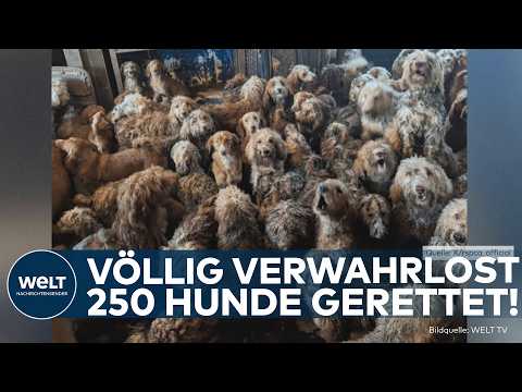 Video Thumbnail: GROSSBRITANNIEN: Schockfund! Tierschützer befreien 250 verwahrloste Hunde aus einem Haus