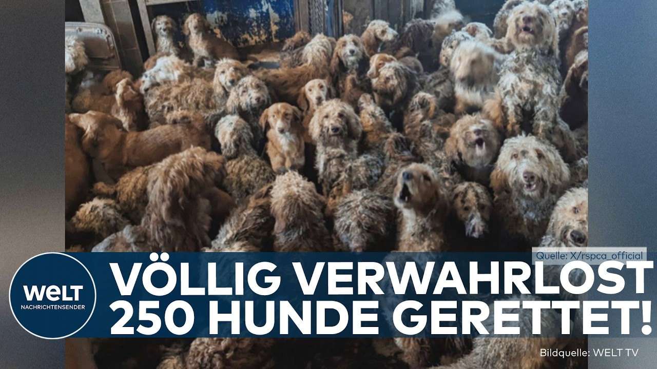 GROSSBRITANNIEN: Schockfund! Tierschützer befreien 250 verwahrloste Hunde aus einem Haus