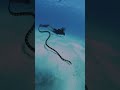 Have You Ever Seen An Underwater Snake