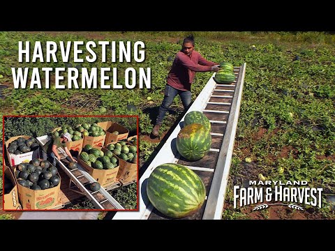 Как собирают арбузы | MD F&H