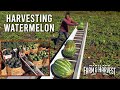 How Watermelons are Harvested  |  MD F&H