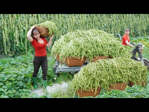Harvesting Long Green Beans, Use 3-Wheeled Truck Transport Many Long Green Beans Goes To Market Sell
