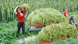 Download lagu Harvesting Long Green Beans, Use 3-Wheeled Truck Transport Many Long Green Beans Goes To Market Sell mp3