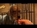 Flea Market Breeder's Cruelty Exposed 