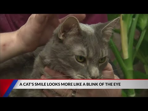 A cats smile looks more like the blink of the eye