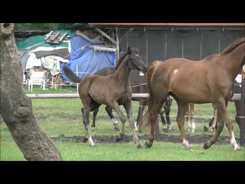 SF2017 Libertad Rotspon komplett