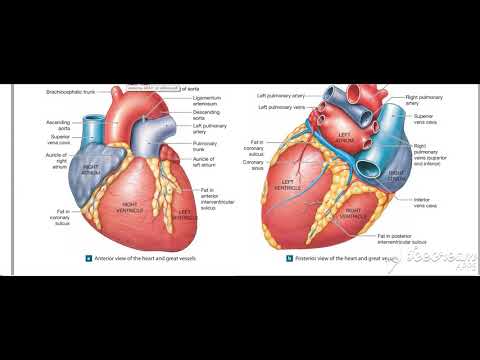 Right ventricle