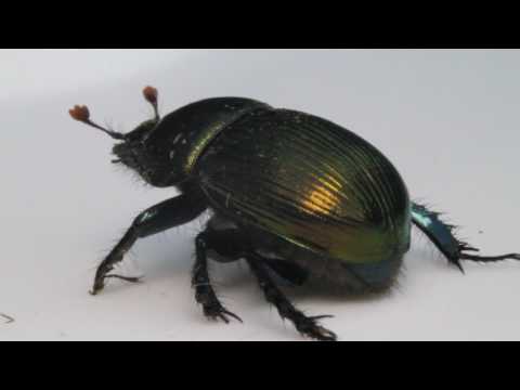 Meet an Insect: Scarab Beetle