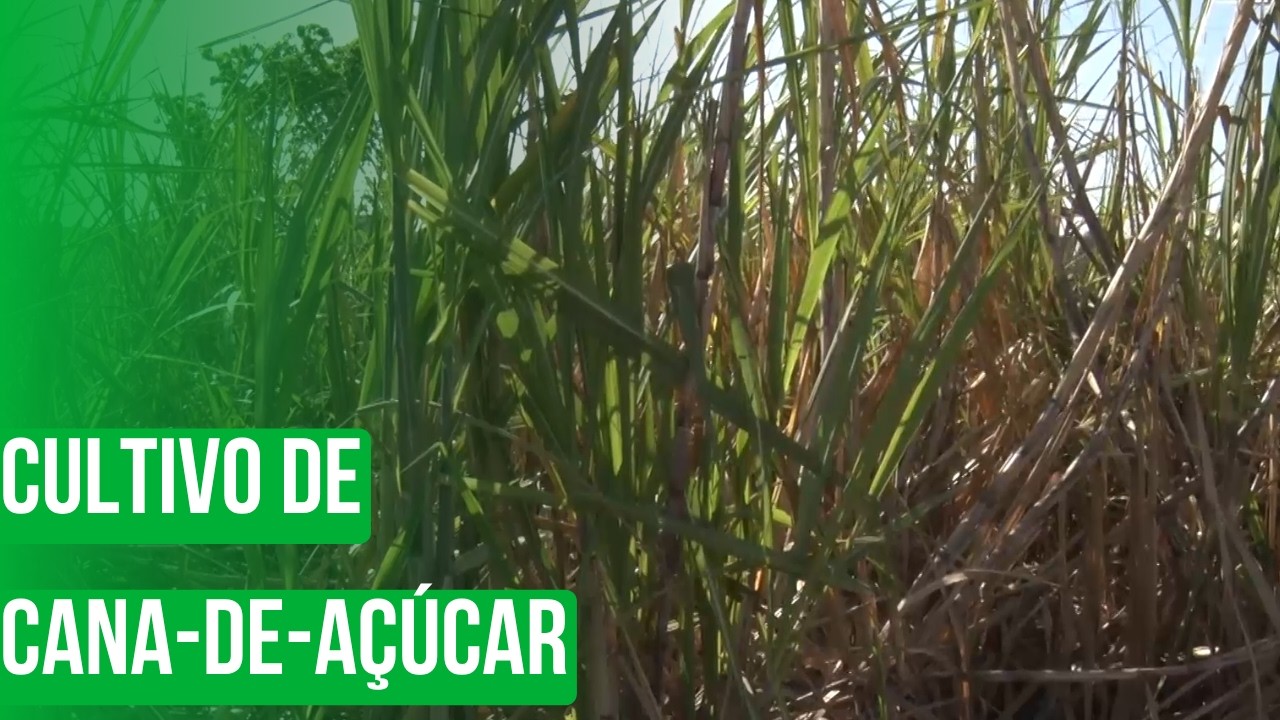 Cultivo de cana-de-açúcar