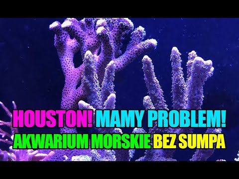 (84) Houston! Mamy problem! - Akwarium morskie - Reef aquarium