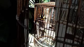 Download lagu Sogok ontong gacor ngobra nyepion mp3