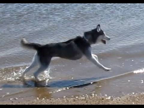 Mishka the Talking Husky Goes to the Beach!