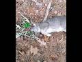 Adorable Gray Tabby Feral Sweetness Shorts