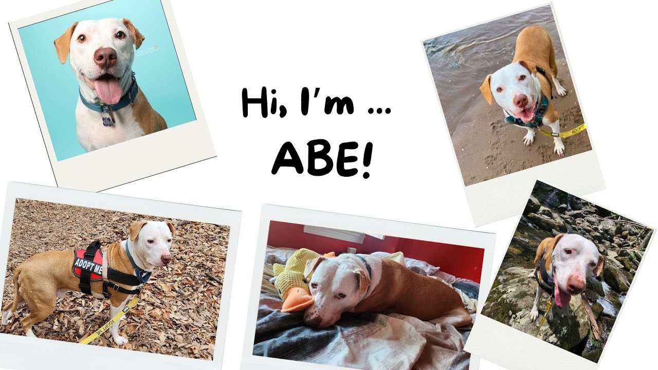 Enlarge Abe, a Adoptable mixed breed in Washington, DC video 6/6