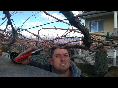 , title : 'How do you prune vines on a trellis (pergola)?Tips You Need to Know!'