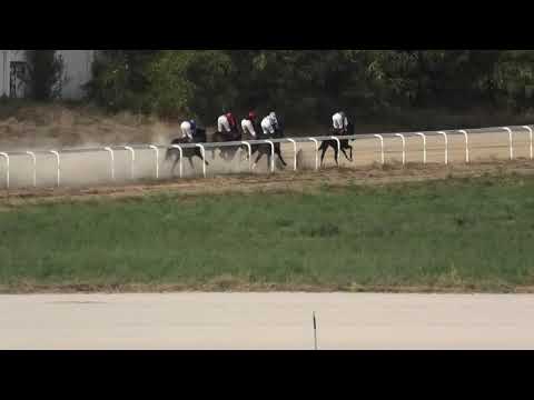 Trka "Pehar Hipodroma Beograd - BRC" 22.09.2019 Marcell - Milan Konkolj