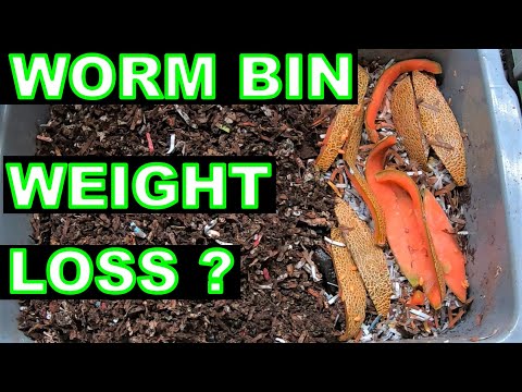 You can't Believe how much WEIGHT my Worm bin lost in 30 days.