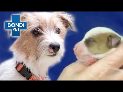 Pregnant Street Dog Rescued Just in Time | Bondi Vet Full Episodes