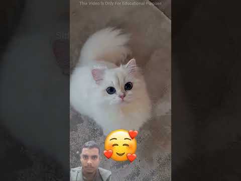 #❣️❣️