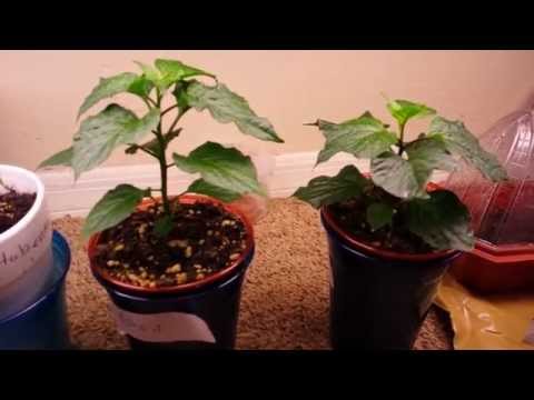 Ghost Pepper, Soil vs. Hydroponics Experiment