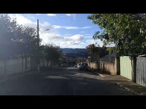 Árvore de Óleo! Minduri Minas Gerais 