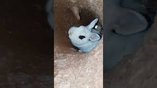 Do you know what is there inside a burrow?