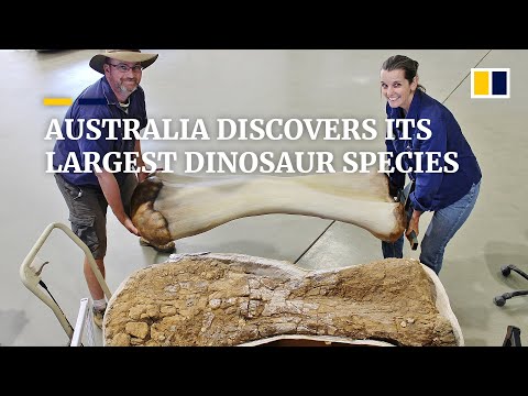 Australian scientists discover one of the world’s largest dinosaur species