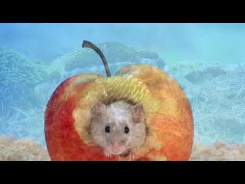 Jaromír Nohavica/15. Myš na konci léta