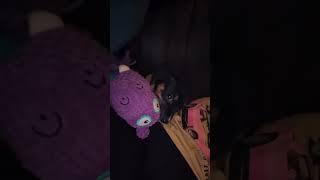 Video preview image #1 Labrador Retriever Puppy For Sale in The Woodlands, TX, USA