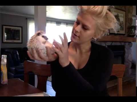 2nd YouTube video about how big hedgehogs can get