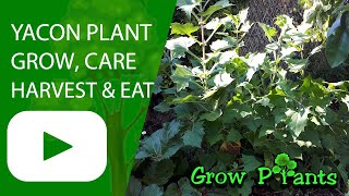 Yacon plant - grow, care & harvest (Peruvian ground apple)