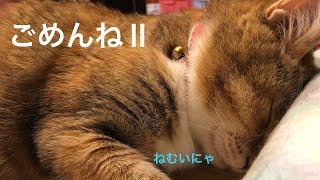 【ごめんねⅱ】眠すぎた2匹が思わぬところに！？