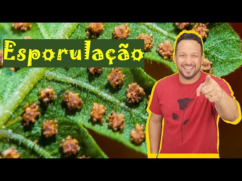 Esporulação - Tipos de Reprodução - Reprodução Assexuada - Reprodução