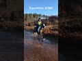 Horse Sounds That Make Horse People Happy