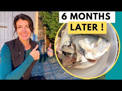 (Part 2) What Happens When You Bury a Fish Head Under a Tomato Plant? - 6 MONTHS LATER