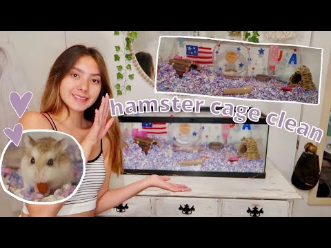 HAMSTER CAGE CLEAN OUT |Roborovski Hamster