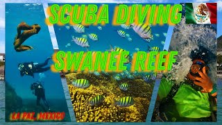 Swanee Reef In The Sea Of Cortez