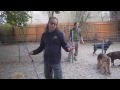Aggressive dog intro to pack  Solid K9 Training