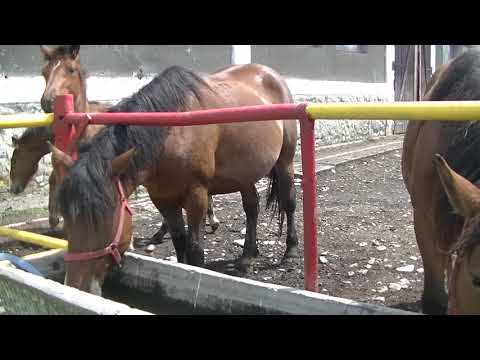 Herghelia Beclean, Iunie 2021