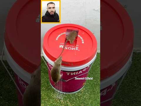 صيد فأر بطريقة محترفة #youtube #فايسبوك #ريلز #اكسبلور #youtubeshorts #youtubeshort #ترند #تصميمي