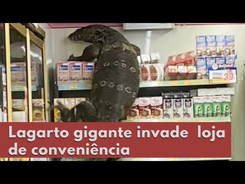 Tailândia: Lagarto gigante invade loja de conveniência e “toca o terror”