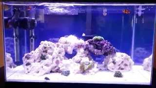 How to setup a 10 gallon nano reef tank, day 24